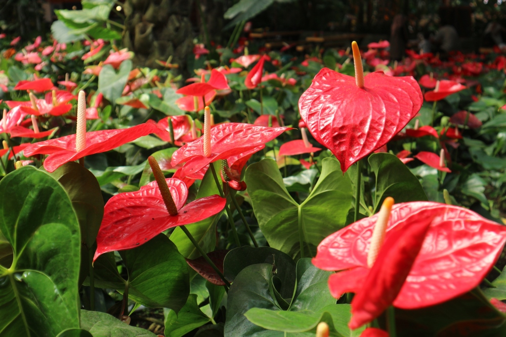 Potting substrates